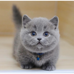 Purebred Russian Blue kitten