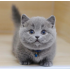 Purebred Russian Blue kitten